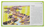 American Educational 12 Piece Landform Study Prints Set -