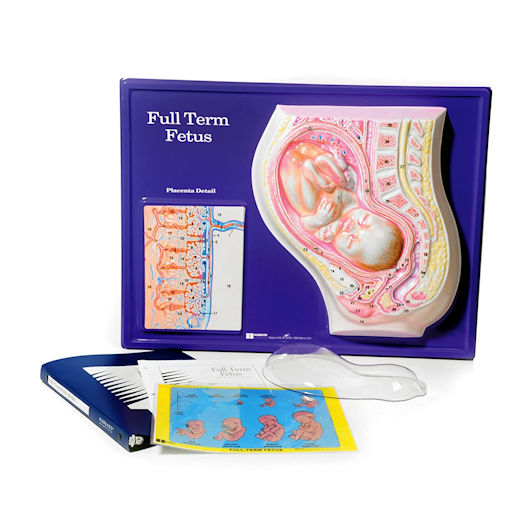 Full Term Fetus Model Activity Set - 24" x 18" -