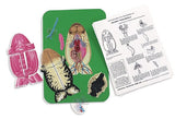 American Educational Individual Mi-Own Frog Model -