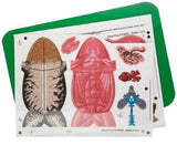 American Educational Individual Mi-Own Frog Model -