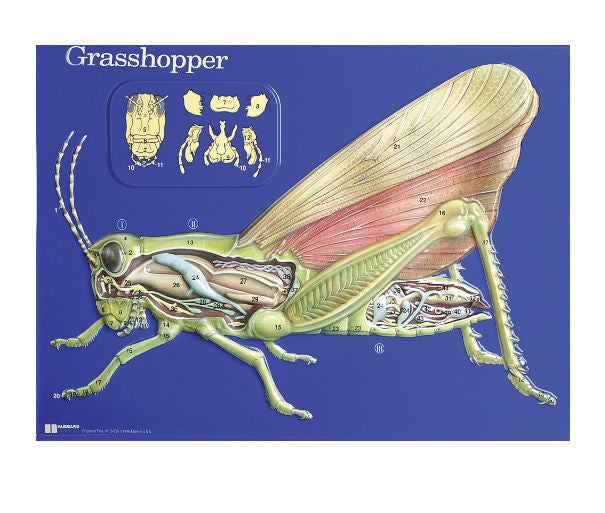 Hubbard Scientific Grasshopper Model Activity Set - 24" X 18" -